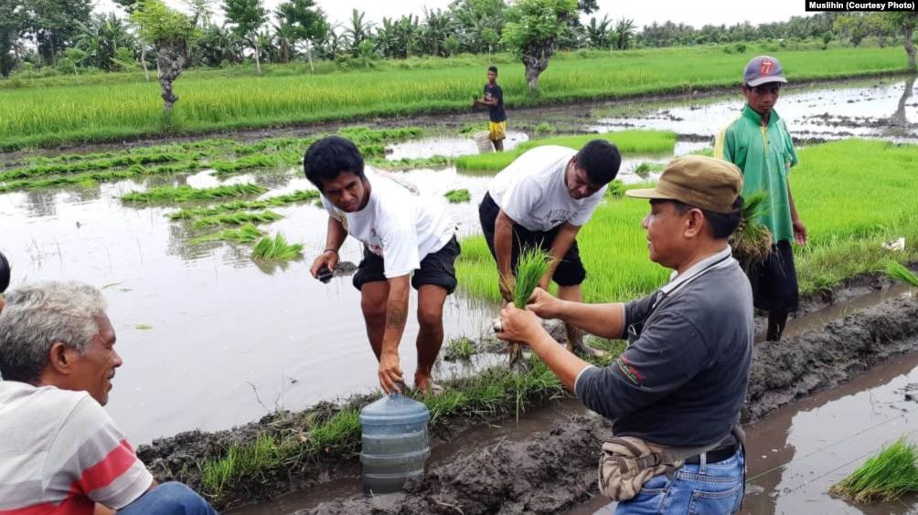 Teknologi Budidaya Padi Dan Perubahan Iklim – ICCTF