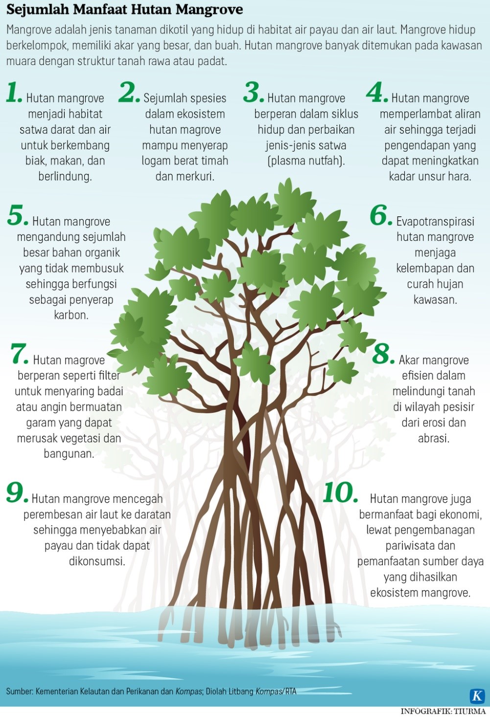 Rehabilitasi Mangrove Terkendala Alih Fungsi Lahan – ICCTF